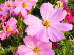 -海心沙亚运公园