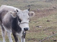 -新疆那拉提国家旅游度假区