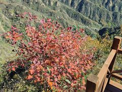 -大岭沟猕猴桃谷风景区