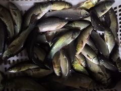 -老船夫石锅苗苗鱼·老字号(三道堰总店)