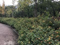 -重庆彩云湖湿地公园