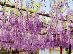 -嘉定紫藤园