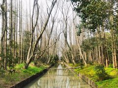 -上海滨江森林公园