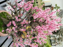 android_upload_pic-香雪海