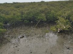 -北海金海湾红树林生态旅游区