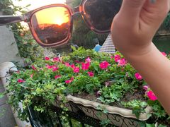 -荷兰花海