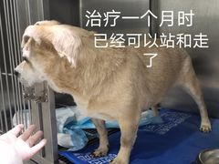 -暖阳宠物医院·犬猫康复中心·骨科