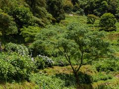-鼓岭旅游度假区