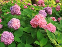 -上海滨江森林公园