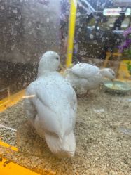 -神奇动物撸宠馆·羊驼·小浣熊·异宠(豫园店)