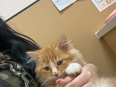 -瑞派康怡24h宠物医院·犬猫医疗中心·微创绝育(瑞景分院)