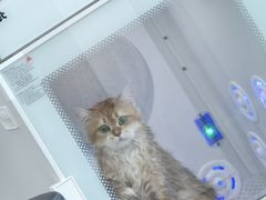 -爱洗澡的猫(望京店)