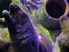 -太平洋海底世界