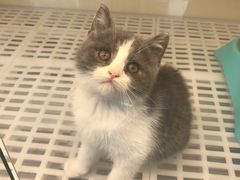 -lincat·猫舍(广州店)