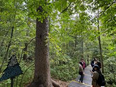 -五营红松林海景区