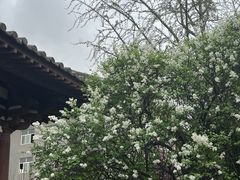 -西安青龙寺遗址景区