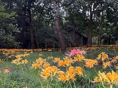 -杭州植物园