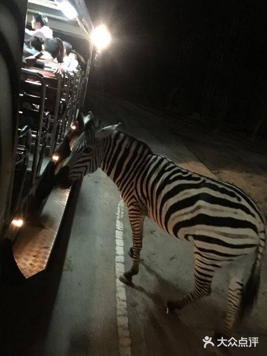 清迈夜间动物园图片