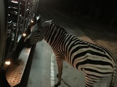 -清迈夜间动物园