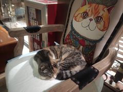 -more than meow吴止猫主题餐厅(承德 中船汇店)