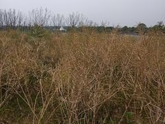 -上海都市菜园
