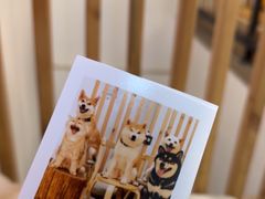 -柴迷FANS CLUB·柴犬狗咖·猫咖