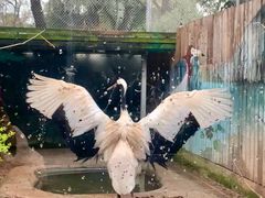 -泉州海丝野生动物世界