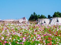 -空港花田景区