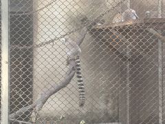 -合肥野生动物园