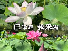 -荷花大观园