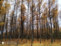 -塞罕坝国家级自然保护区