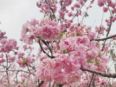 -天适樱花悠乐园