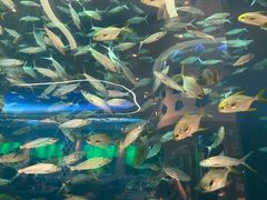 -瑞德姆美人鱼海底演艺主题餐厅(亚龙湾店)
