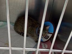 -嘉馨宠物医院·CT影像转诊·心脏科·犬猫全科诊疗中心(下沙大学城院区)