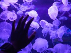 -暹罗海洋世界