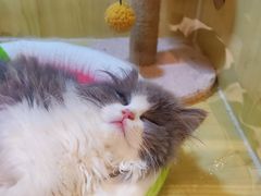 -momokira米努特·德文卷毛猫·棉花面纱犬