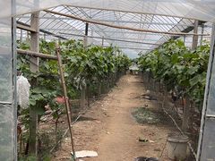 -马陆小张葡萄园农家乐