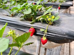 -甜心庄园·甜心草莓采摘园(西青中北店)