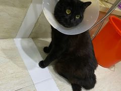 -暖阳宠物医院·犬猫康复中心·骨科