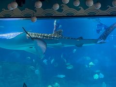 -烟台海昌鲸鲨海洋公园