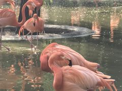 -石家庄市动物园