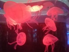 -常州海昌海洋探索馆