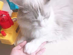 -飞行喵MR PILOT|猫舍·猫咖(静安大融城店)