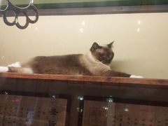-猫咪博物馆(顶澳仔猫街店)