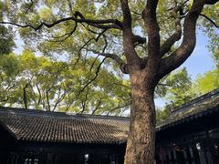 -上海醉白池公园