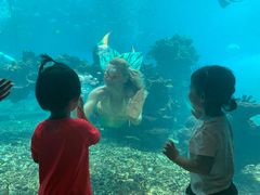 -海棠湾洲际-涛·海底餐厅·美人鱼·自助餐·海底隧道