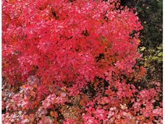 -香山公园
