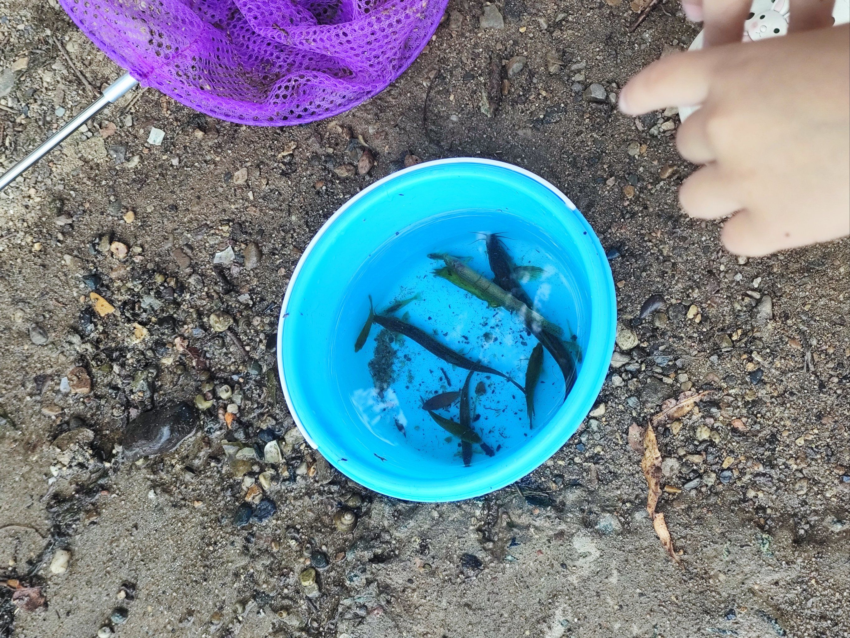 野外抓鱼的快乐