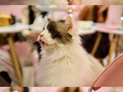 -三花喵·撸猫购宠·宠物生活馆(虹桥南丰城店)