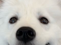 -共舞时光猫咖·狗咖(新街口店)